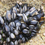 mussels1